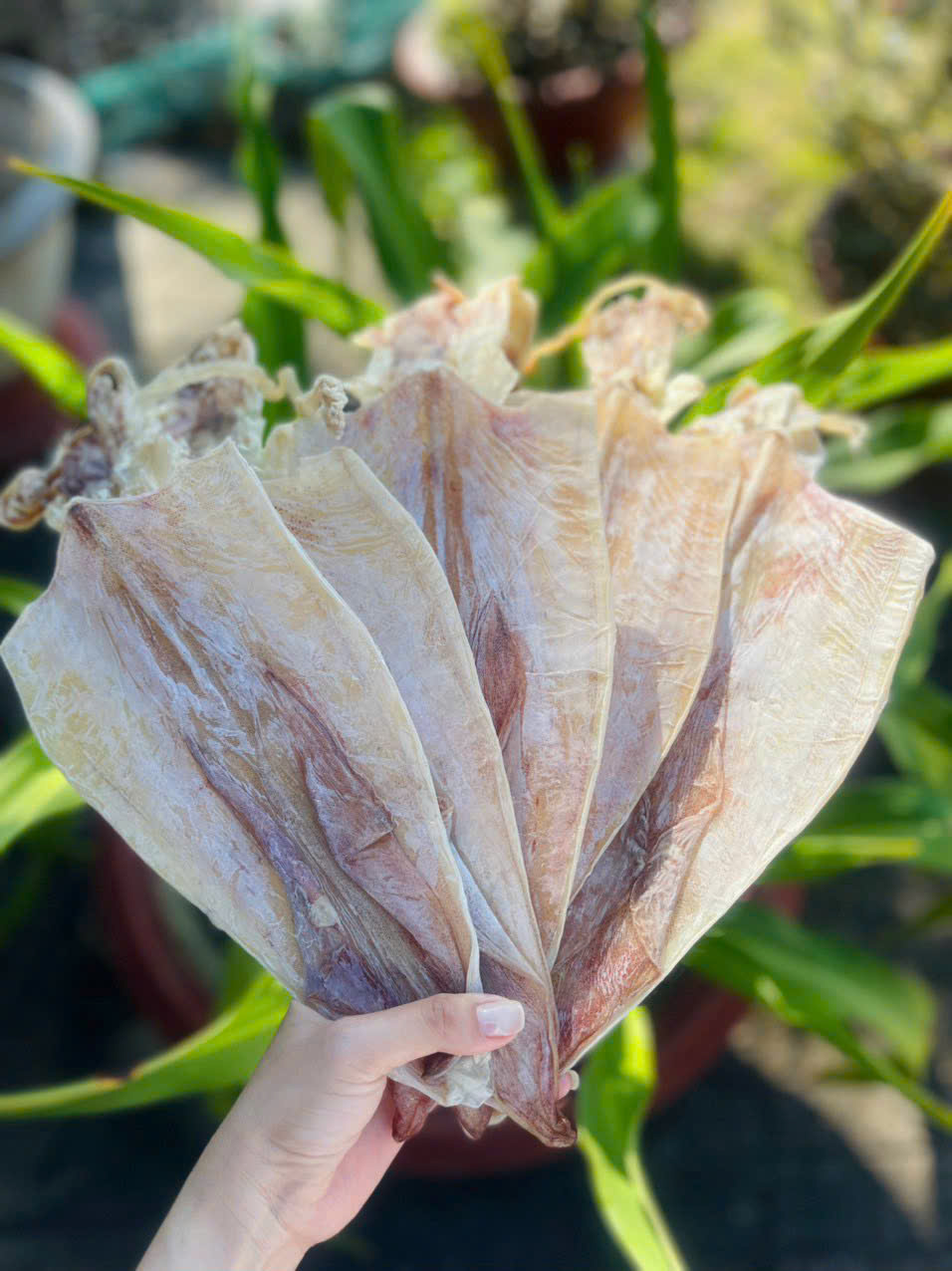 Khô mực