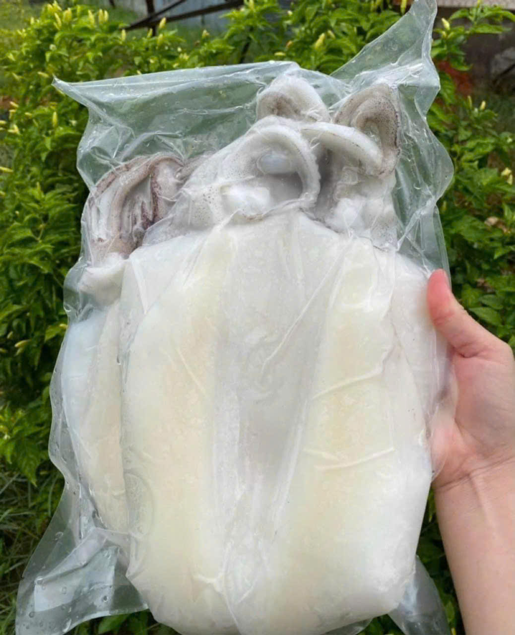 Mực Một Nắng