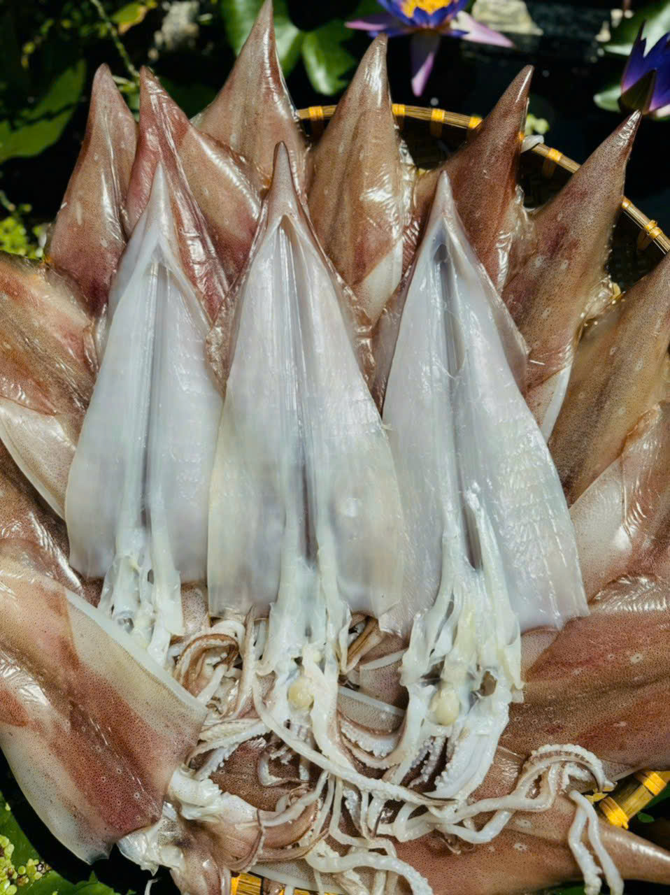 Mực Một Nắng