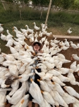 Trải nghiệm Duck Stop Hội An