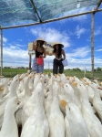 Trải nghiệm Duck Stop Hội An